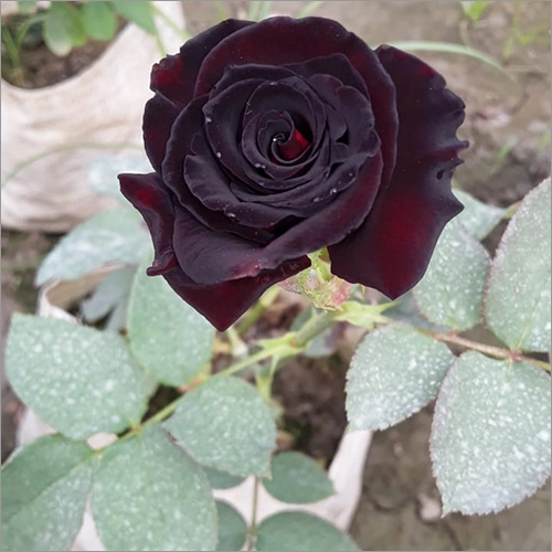 Any