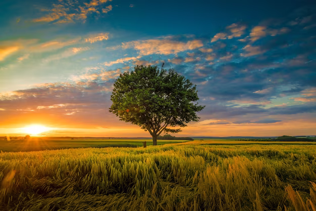 Nature